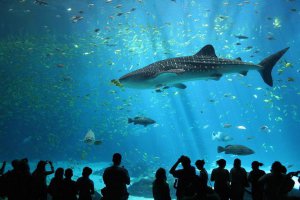 ​水族馆是什么意思(世界十大水族馆排名)