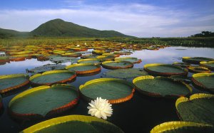 ​世界十大湿地主要分布(世界上十大湿地有哪些)