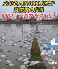 ​最孤独鸭子被咬死的视频(农村鸭子一夜之间被咬死)
