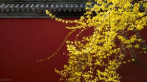 ​春天开的常见的花的名字(春天开的常见的花的颜色)