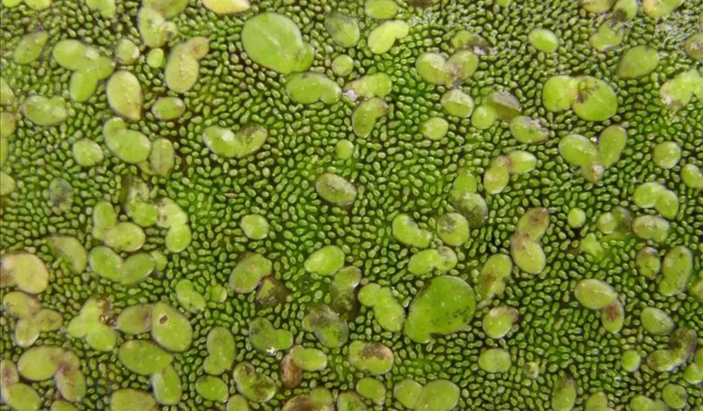 世界上最小的花是什么花(世界上最小的花是无花果的花吗)