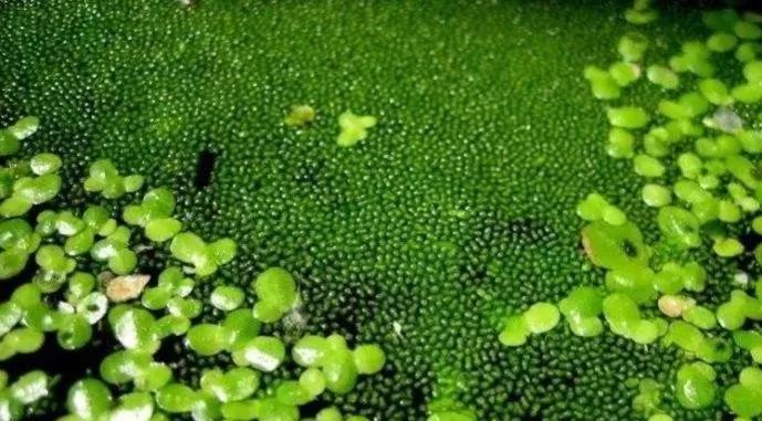 世界上最小的花是什么花(世界上最小的花是无花果的花吗)
