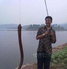 ​最大的黄鳝多少斤_最大的黄鳝鱼有多大