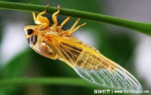 ​知了以什么为食？ 知了怎么养？