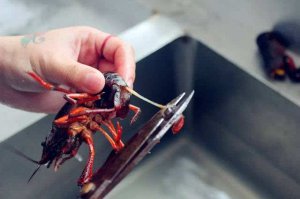 ​小龙虾虾线不挑干净影响口感吗（小龙虾要不要去虾线）
