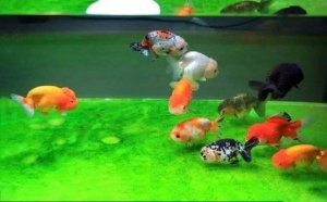 ​鱼炸鳞是什么原因（观赏鱼炸鳞病的应对措施）