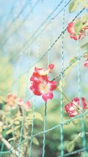 ​21本小说推荐：女主重生抱大腿，结果搭上自己系列，主推古言