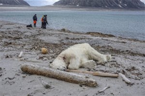 ​北极熊惨遭邮轮警卫射杀 倒卧岸边照片引起众怒