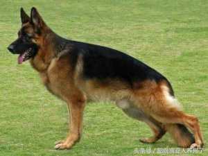 ​科普：德国牧羊犬协会及其世界组织