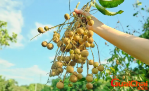 ​龙眼是什么季节的水果 龙眼的成熟季节是什么时候