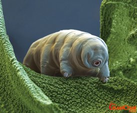 ​水熊虫的天敌是什么动物？水熊虫的天敌是谁