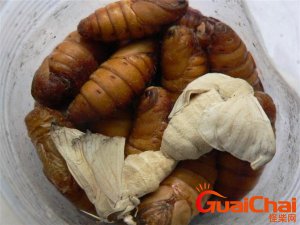 ​雄蚕蛾的功效与作用副作用 雄蚕蛾的功效与作用及禁忌