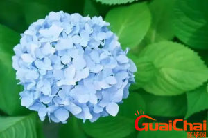 ​绣球花叫死人花的原因？为什么绣球花不吉利?