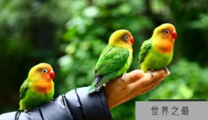 ​世界上最聪明动物排名