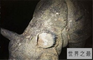 ​世界上最稀有10种动物，有些动物已经濒临灭绝