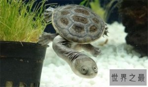 ​世界上最稀奇的十种生物，长鼻子猴，宝石乌贼