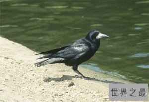 ​世界上最聪明的十种鸟，秃鼻乌鸦排第一（会用工具）