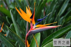 ​世界上最美的花排行榜，探究那些美到爆炸的花儿！