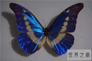 ​世界上最美的蝴蝶，光明女神蝶如多瑙河般湛蓝