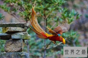 ​世界上最美的鸟，气宇轩昂不同凡响！