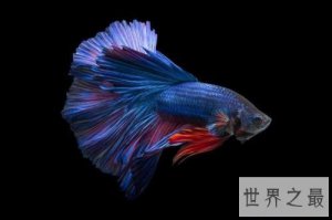 ​世界上最美丽的十种鱼，荧光鱼你见过没？