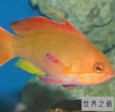 ​世界上最美的十种鱼，这个鱼竟然和他撞脸？