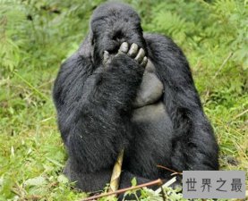 ​世界上最聪明的10种动物，连猪都上榜了