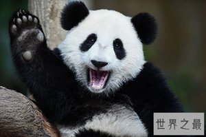 ​世界上最萌动物排名，论可爱大熊猫当之无愧第一