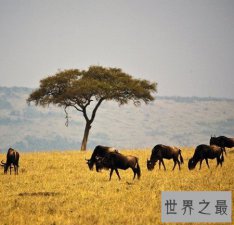 ​世界上最美的国家排名，挪威北极光也称不上美丽