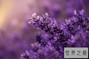 ​世界上最美的花，排名第一在生活中经常见到