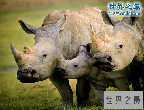 世界上最罕见的犀牛，爪哇犀牛(中国的1922年灭绝)