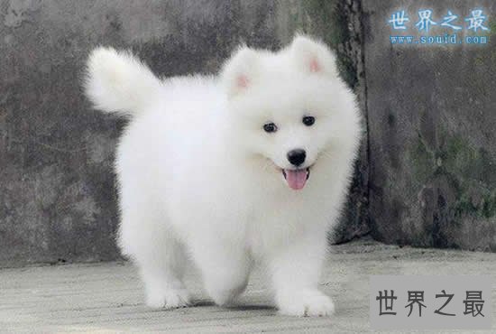 世界上最萌的最可爱的狗排名，萌翻了(组图)