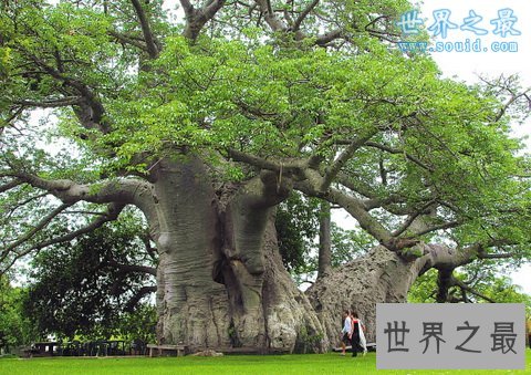 世界上最粗的树，百骑大栗树(直径17.5米)