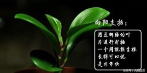 ​豆瓣绿的扦插养护方法，生根快成活率高，一个叶片就是一盆