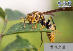 ​世界十大毒虫排行榜：火红蚁咬伤巴西3万人(战斗力恐怖)