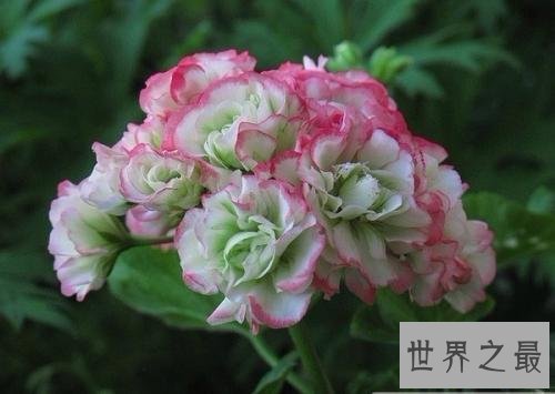 花期最长的花，颜值高易养护值得拥有