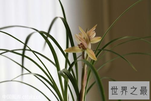 花期最长的花，颜值高易养护值得拥有