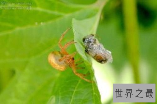 世界十大奇怪蜘蛛，可以当成宠物蜘蛛