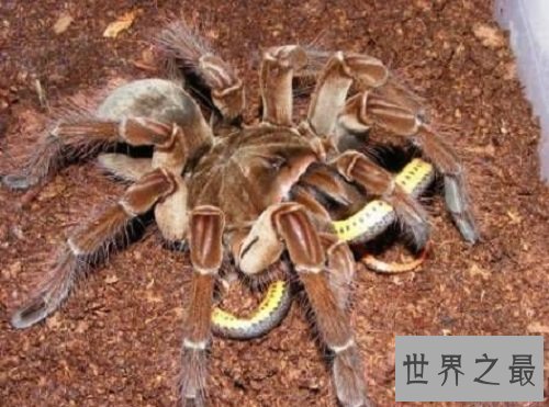 世界十大奇怪蜘蛛，可以当成宠物蜘蛛