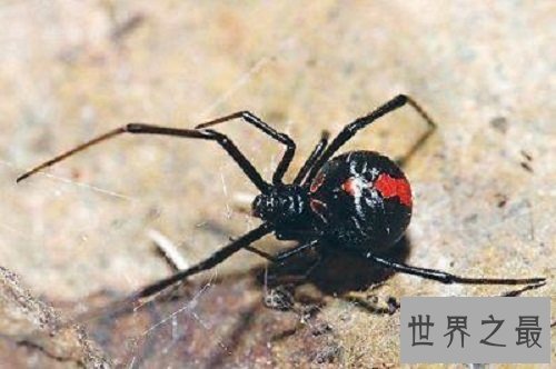 世界十大奇怪蜘蛛，可以当成宠物蜘蛛