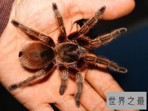 世界十大奇怪蜘蛛，可以当成宠物蜘蛛