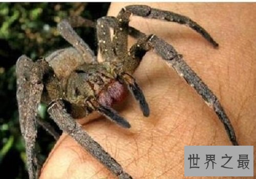 世界十大奇怪蜘蛛，可以当成宠物蜘蛛