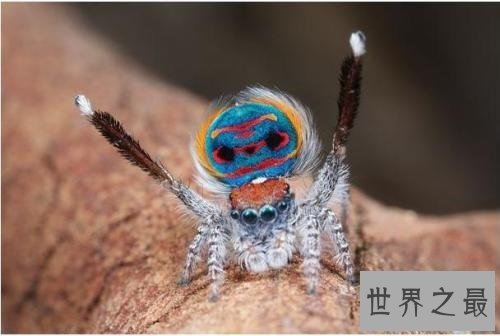 世界十大奇怪蜘蛛，可以当成宠物蜘蛛