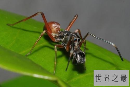 世界十大奇怪蜘蛛，可以当成宠物蜘蛛