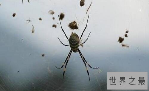 世界十大奇怪蜘蛛，可以当成宠物蜘蛛