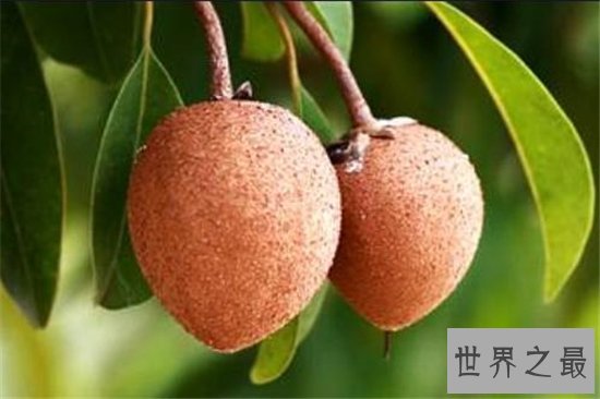 世界十大稀有水果 神仙赐给的美果你尝过什么味道吗