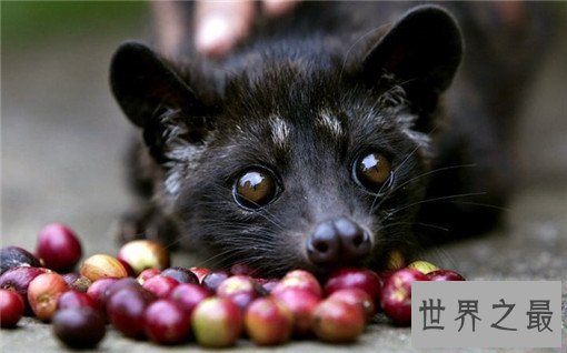 世界上最奇特的咖啡，想要尝试大蒜做的咖啡吗？