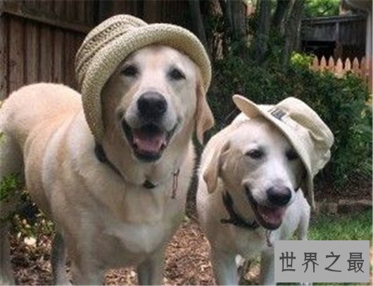 十大已经灭绝的狗品种，因不被需要而消失
