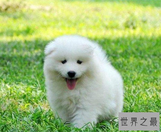 十大已经灭绝的狗品种，因不被需要而消失