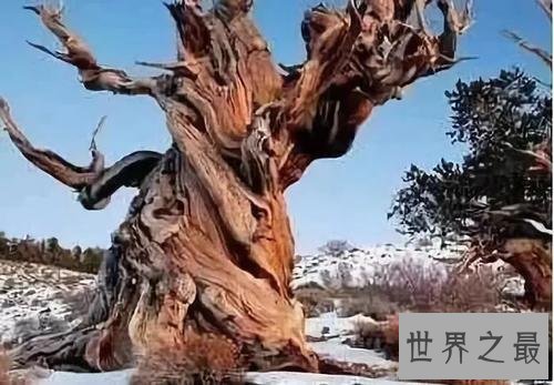 世界上十大最古老的树排行，年龄最小的活到千年以上！